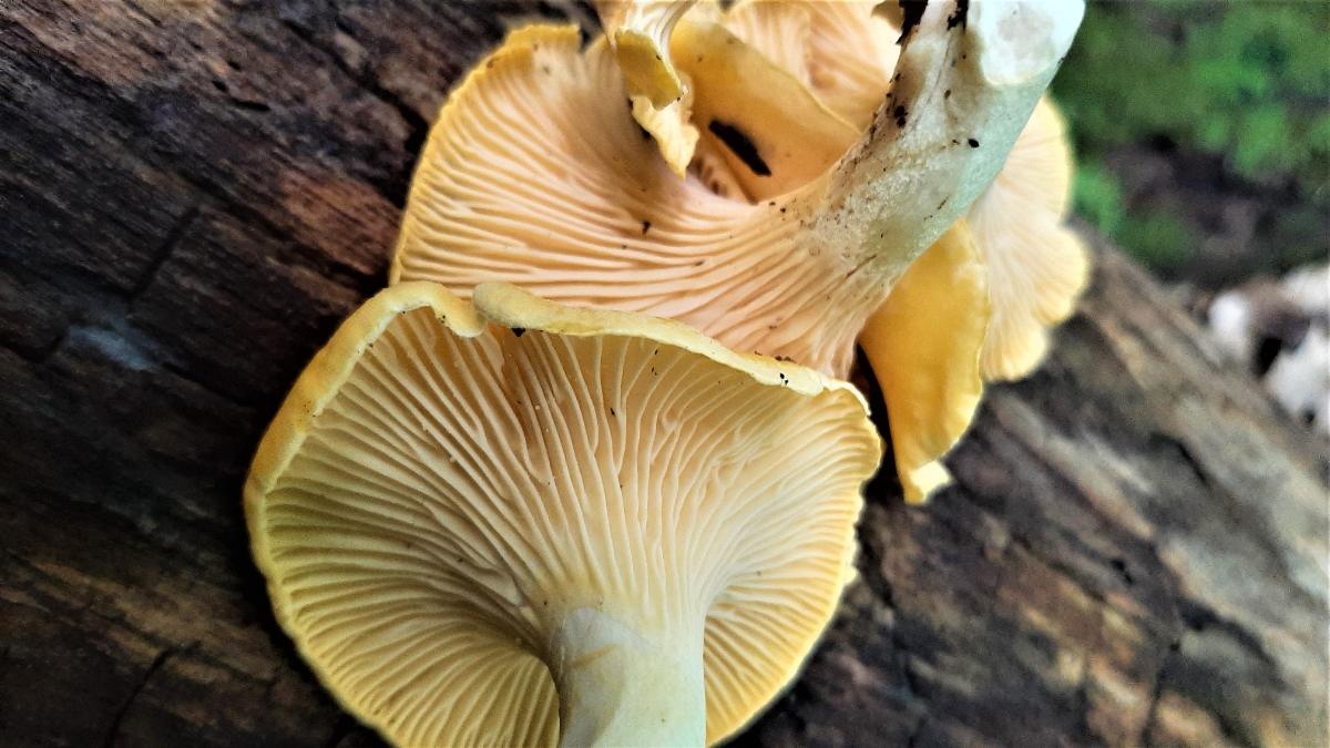 chanterelles on log