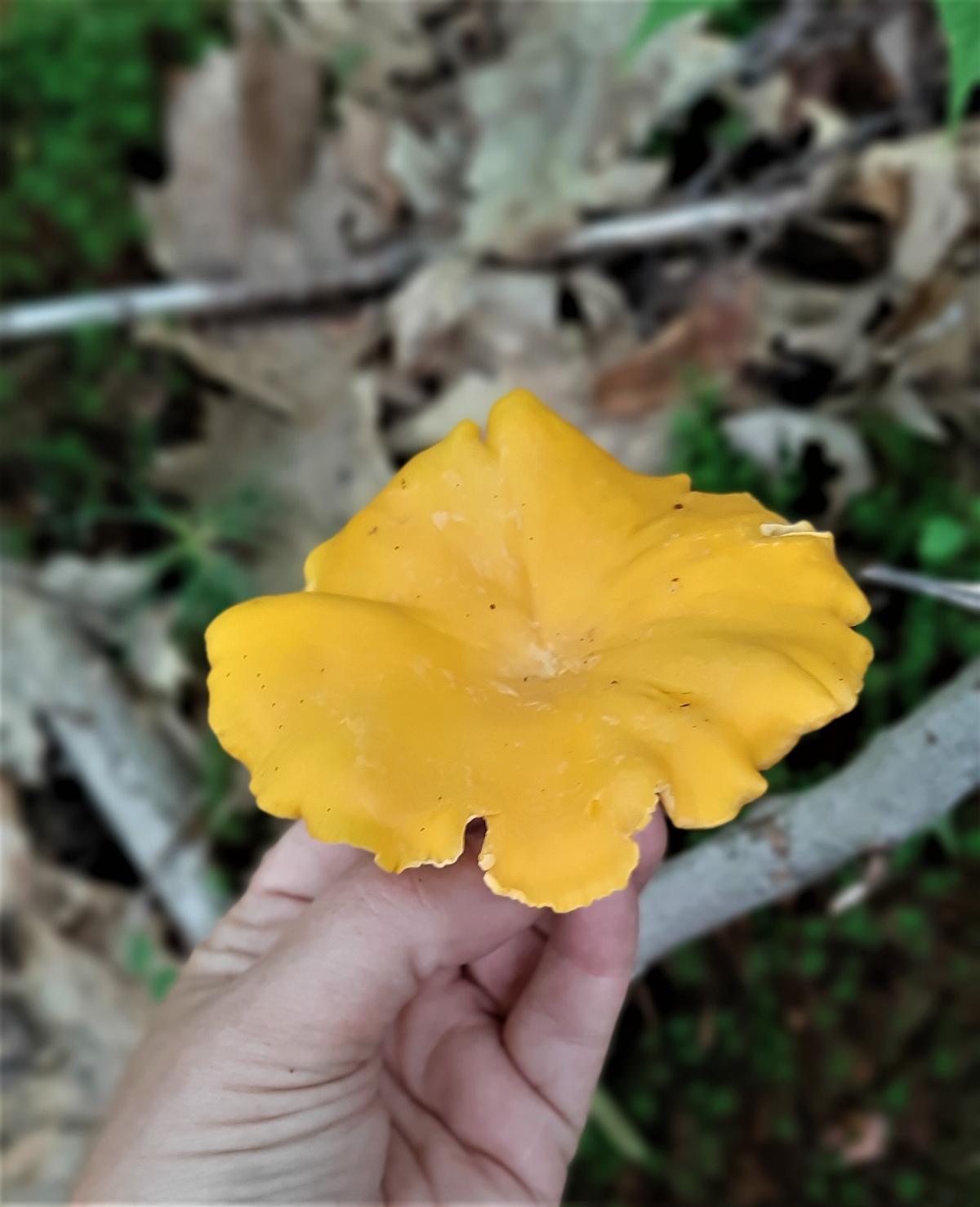 chanterelle in hand