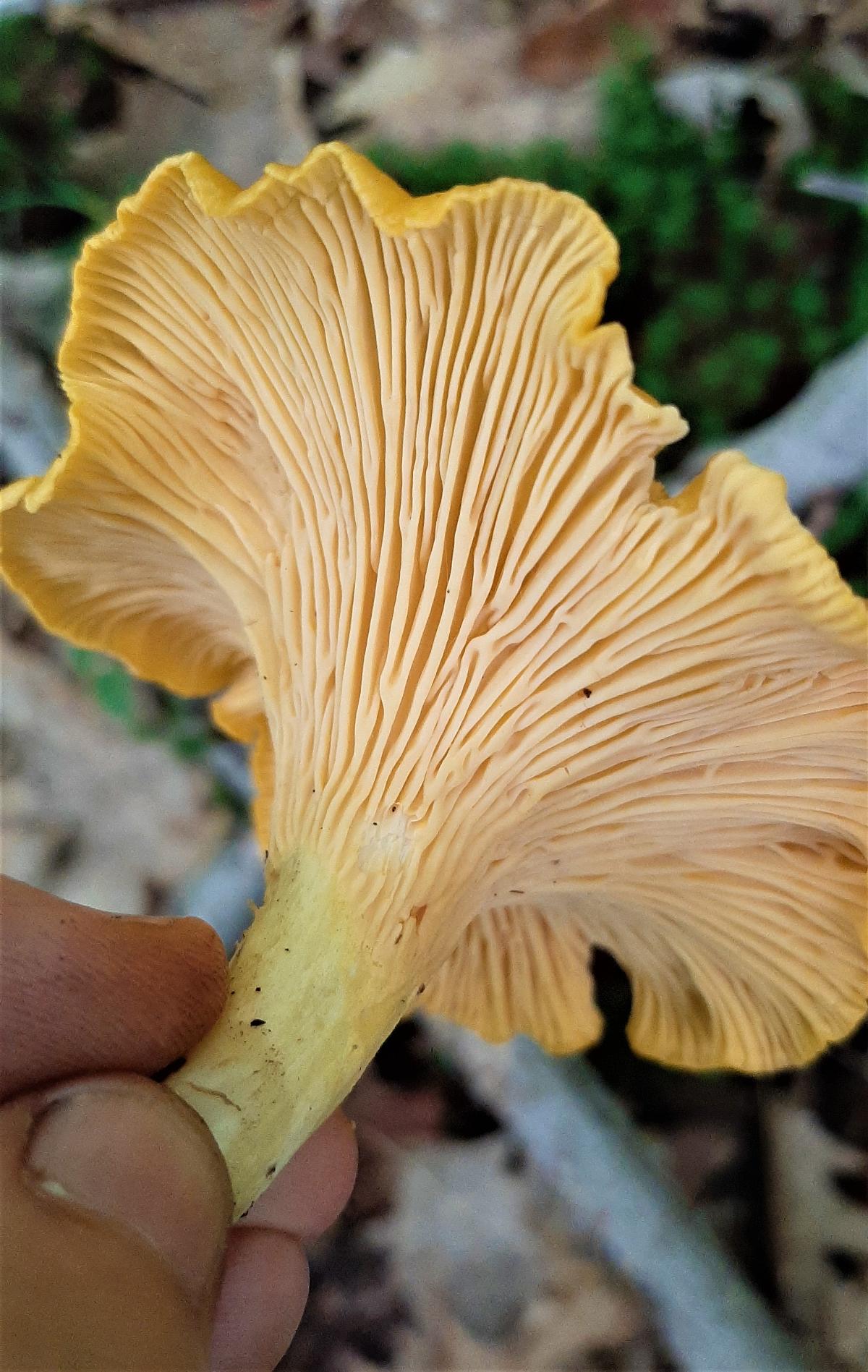 Close up of chanterelle false gills