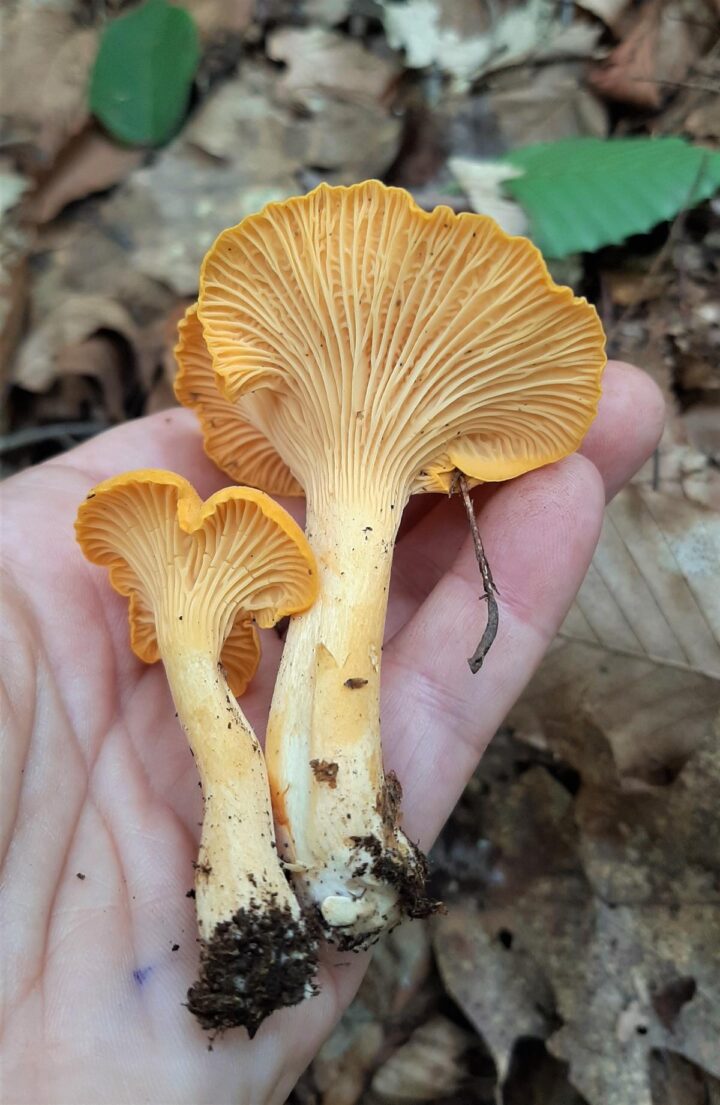 Chanterelle Identification How To Distinguish A False Chanterelle From
