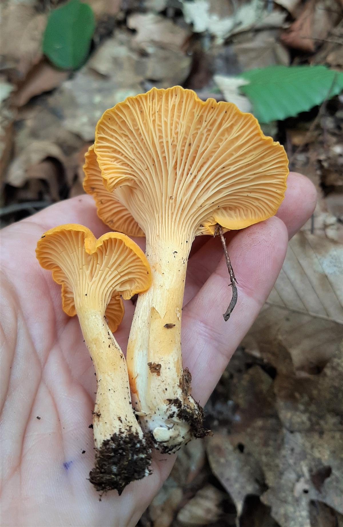 chanterelle in hand, chanterelle identification