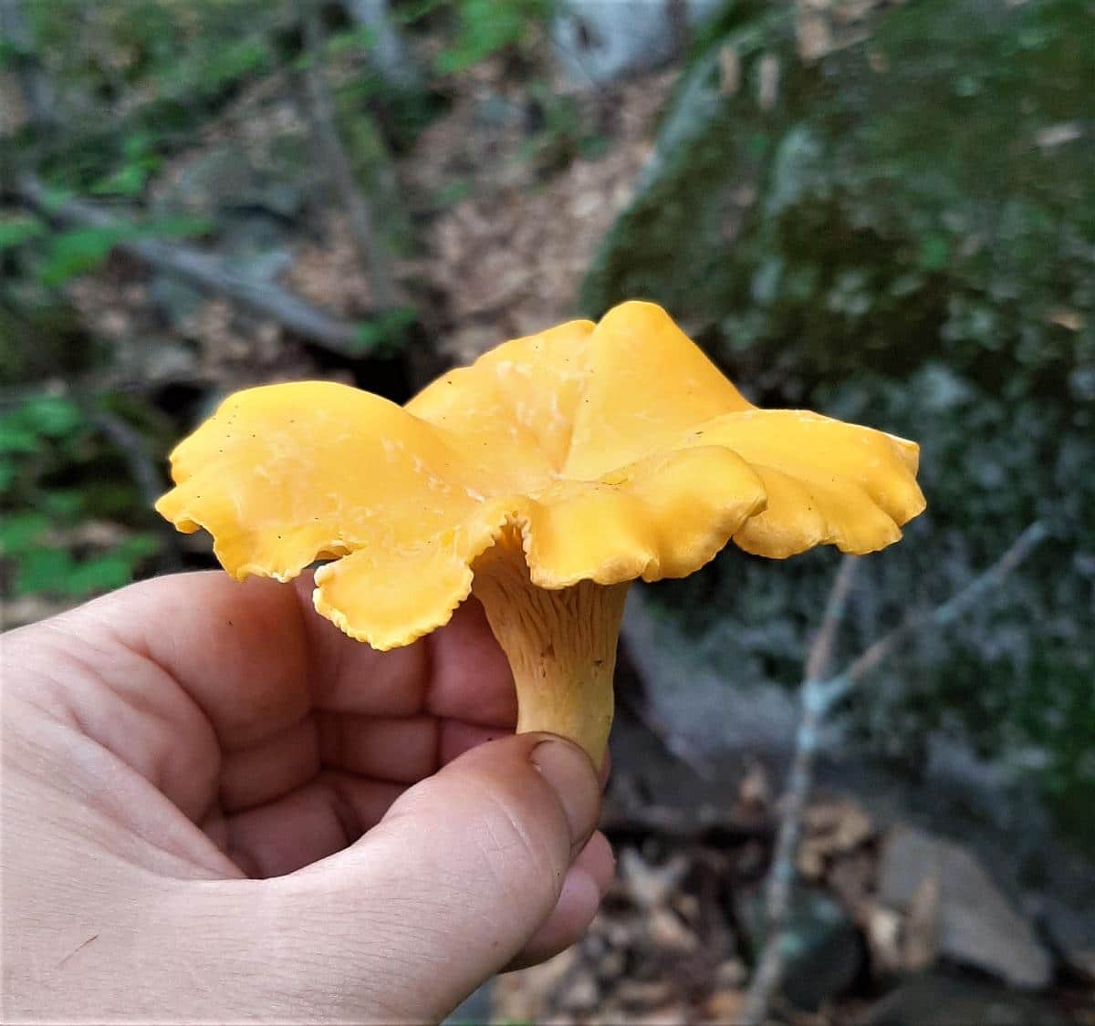 Chanterelle in hand