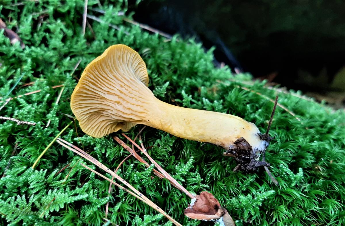 Single chanterelle with moss background