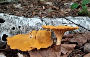Chanterelles
