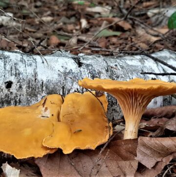 Chanterelles