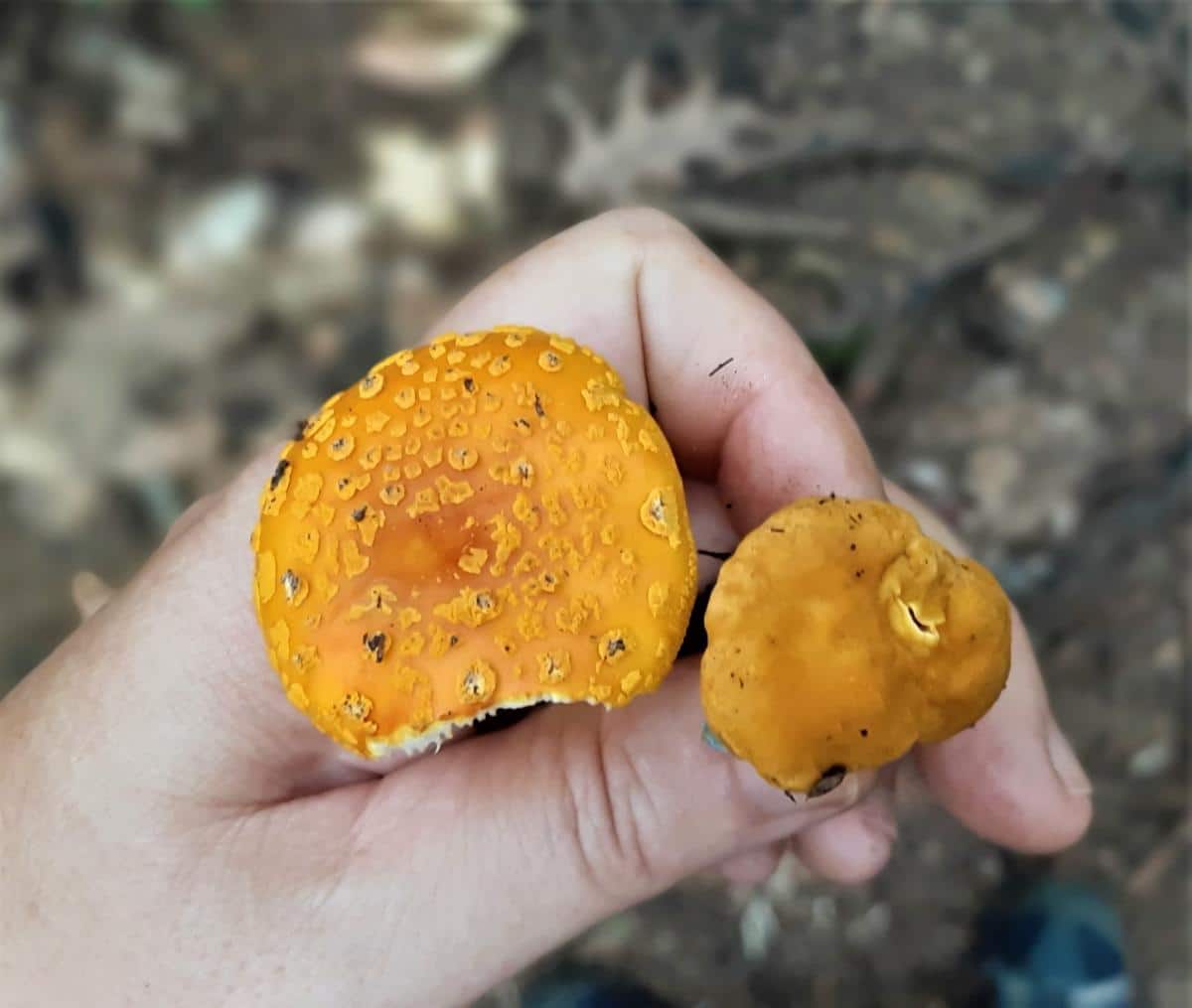 Cap of yellow amanita vs chanterelle