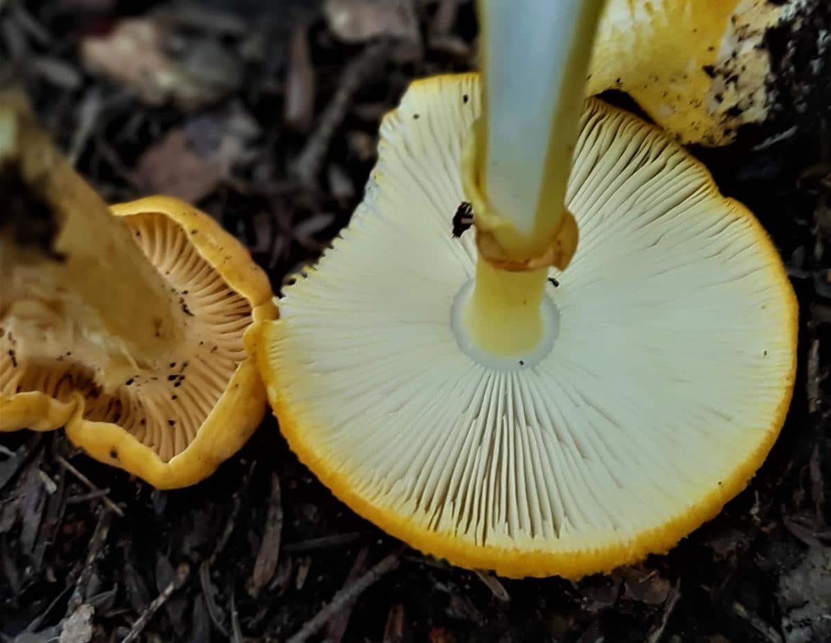 amanita gills