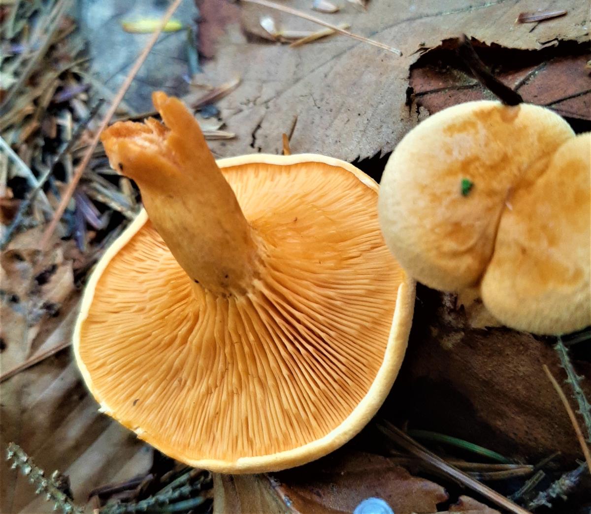 False chanterelle