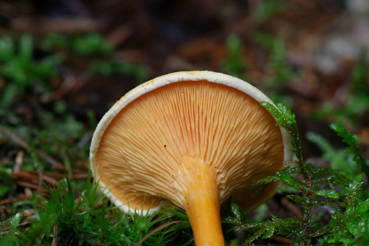 False chanterelle gills