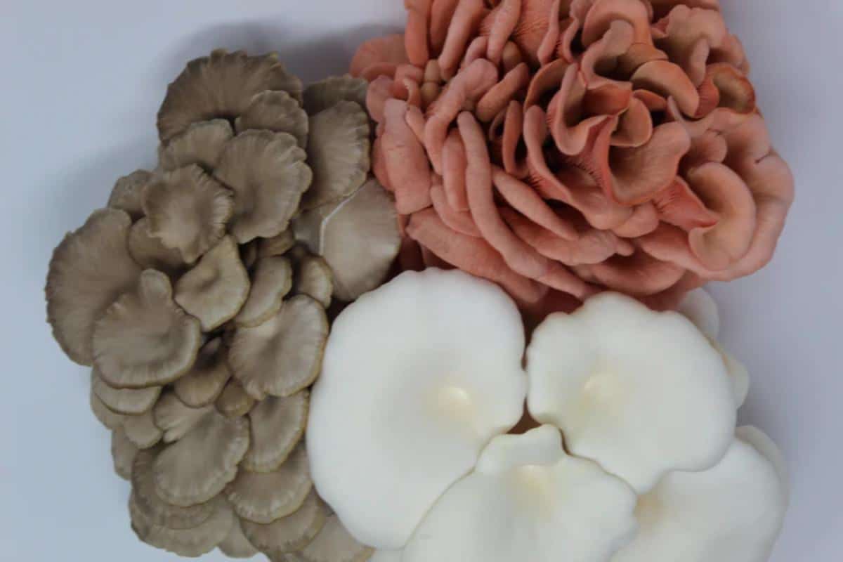 Forest Origins Trio of Oyster mushrooms kits