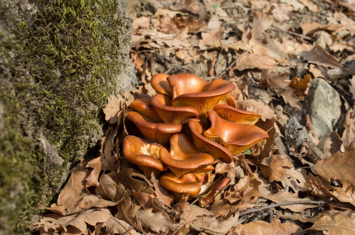 dense cluster of jack o lantern mushrooms