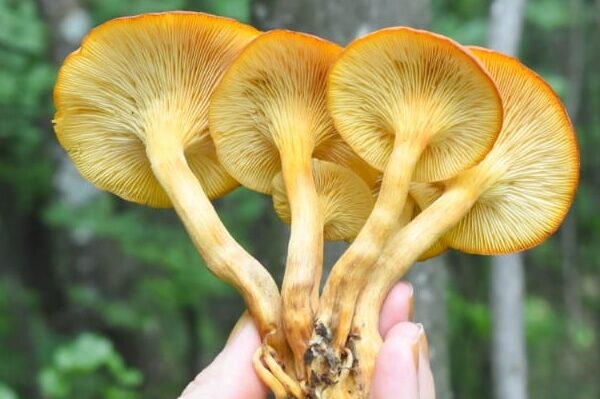 Gills on jack o lantern