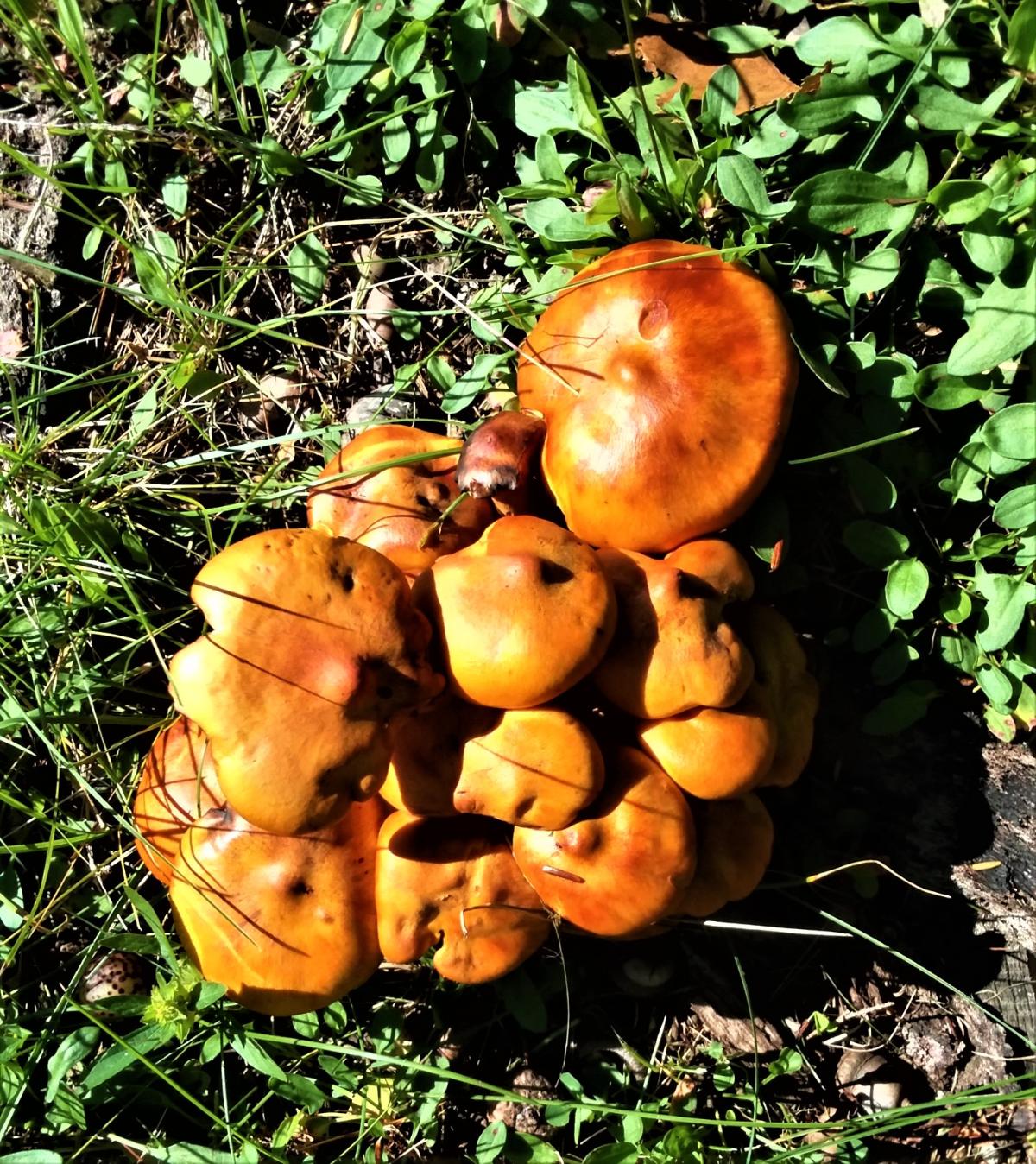 Clump of jack o lantern mushrooms