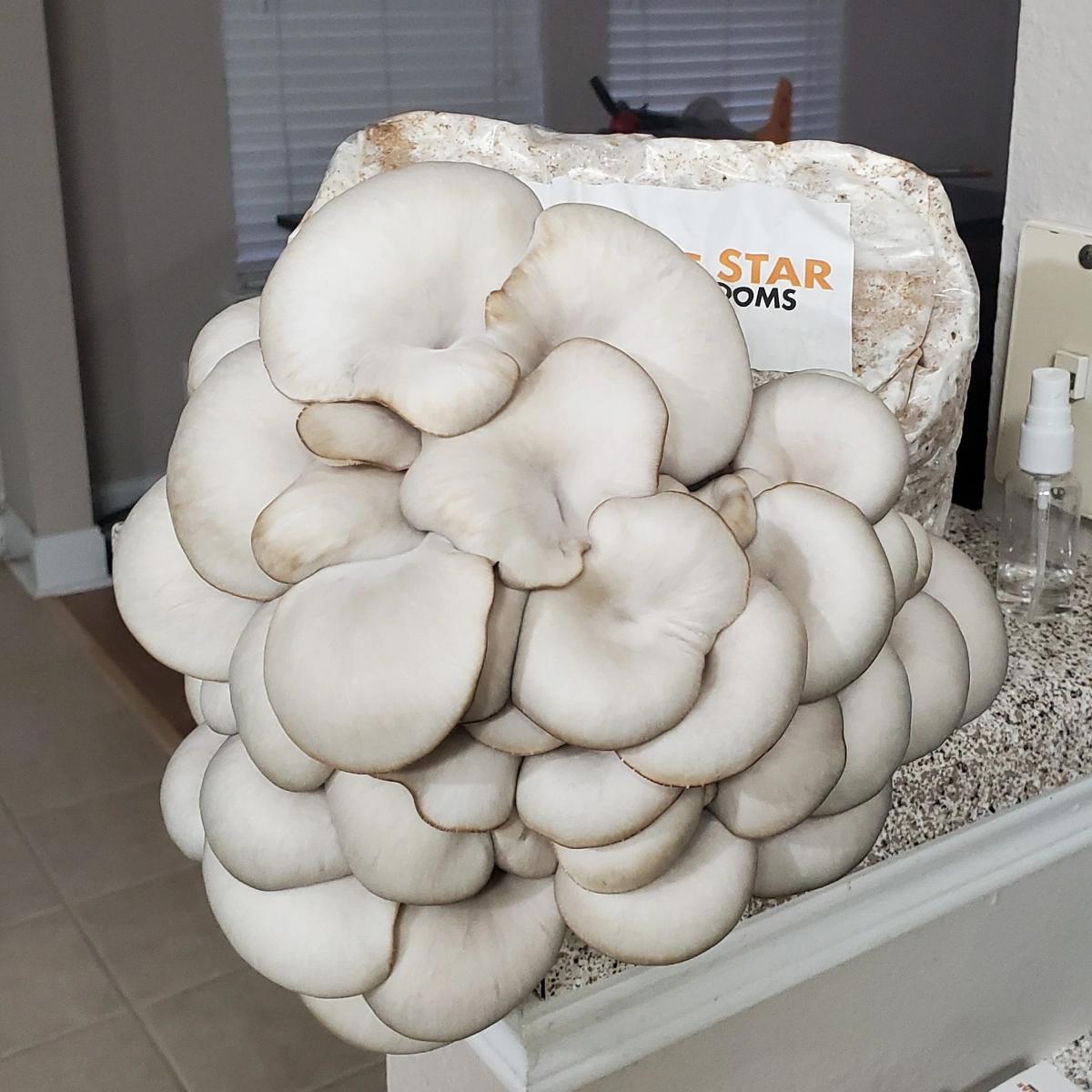 Lone star oyster mushroom kit