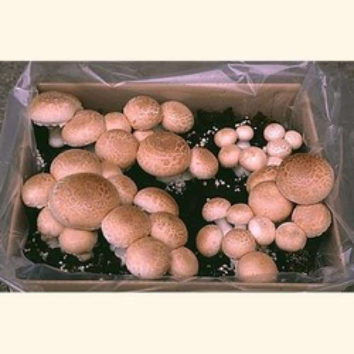 Mushroom Adventures Button Mushroom Kit