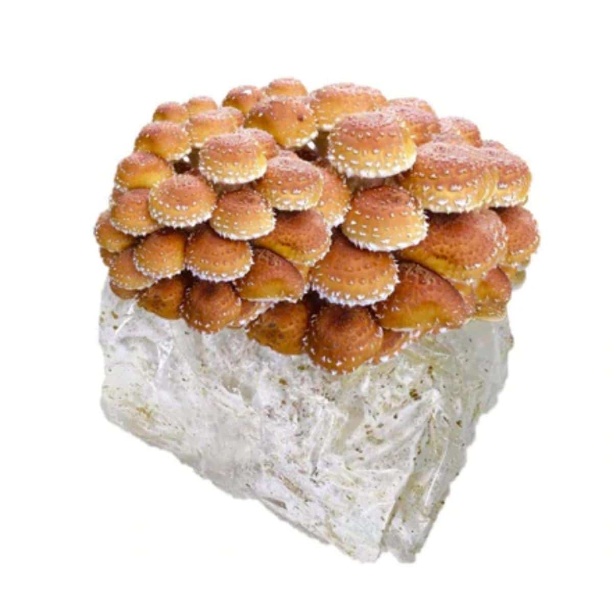 North Spore Chestnut Mushroom Kit