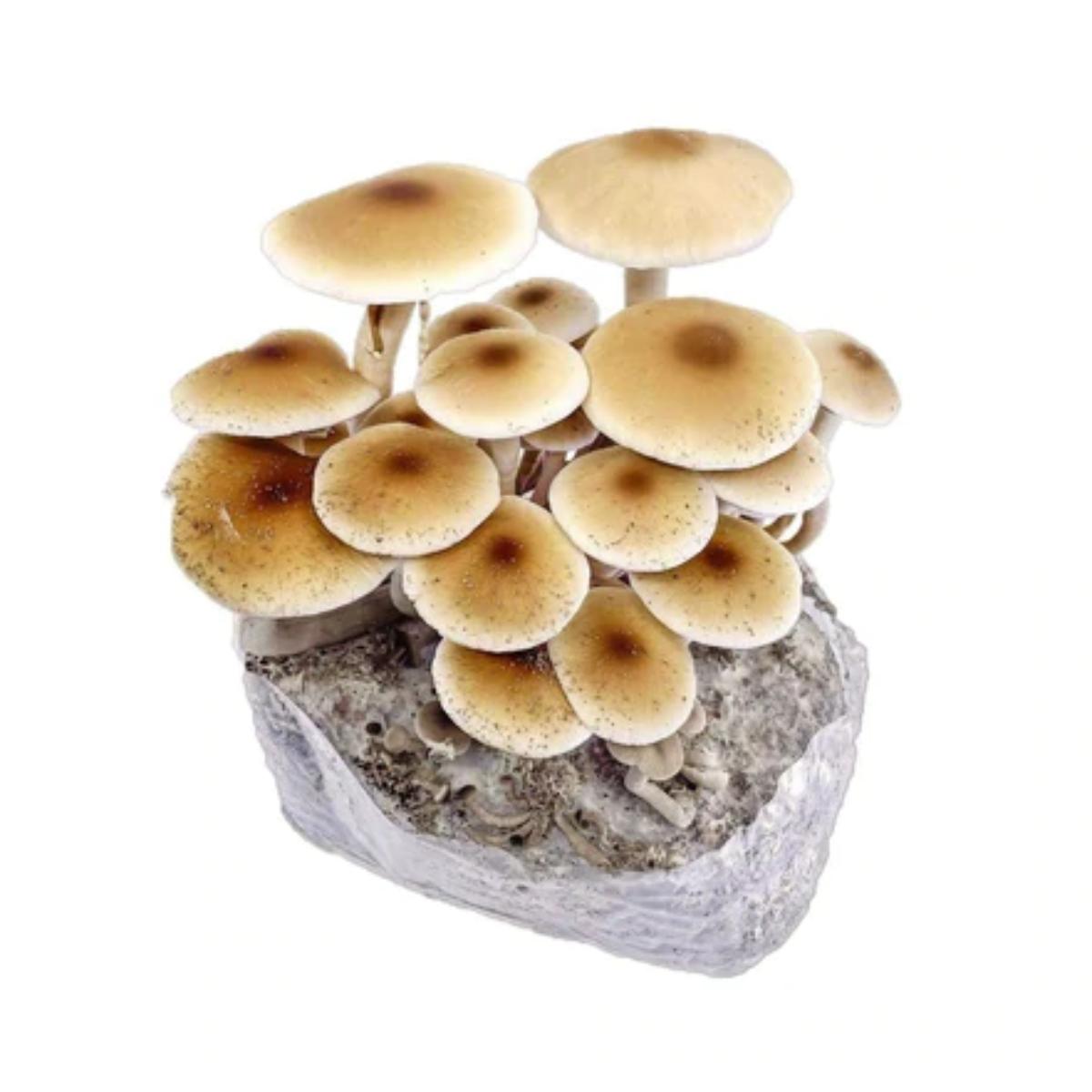 North Spore Pioppino Mushroom Kit