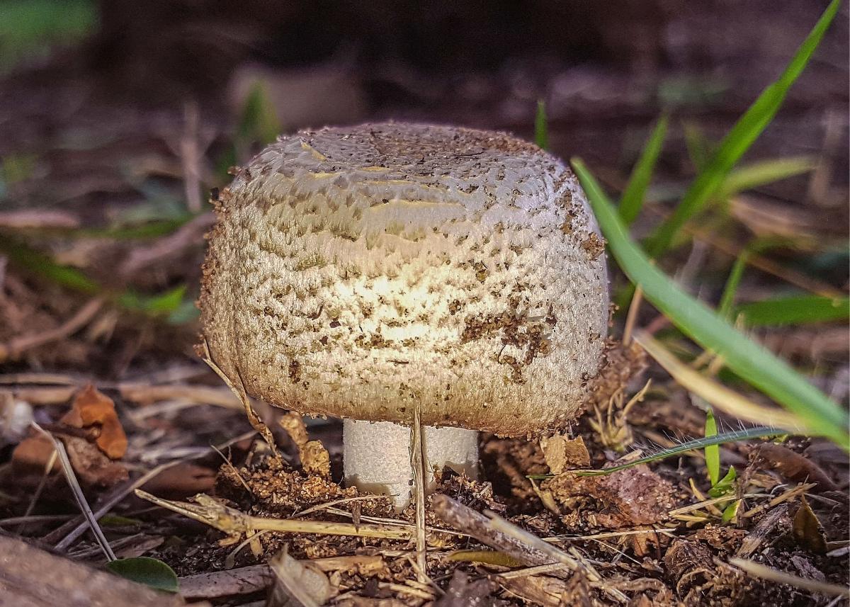 Blocky cap on young prince agaricus