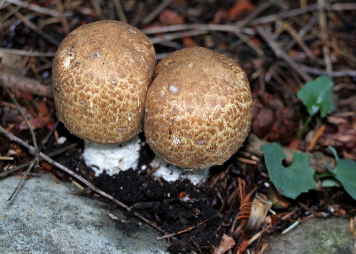 Two prince agaricus buttons