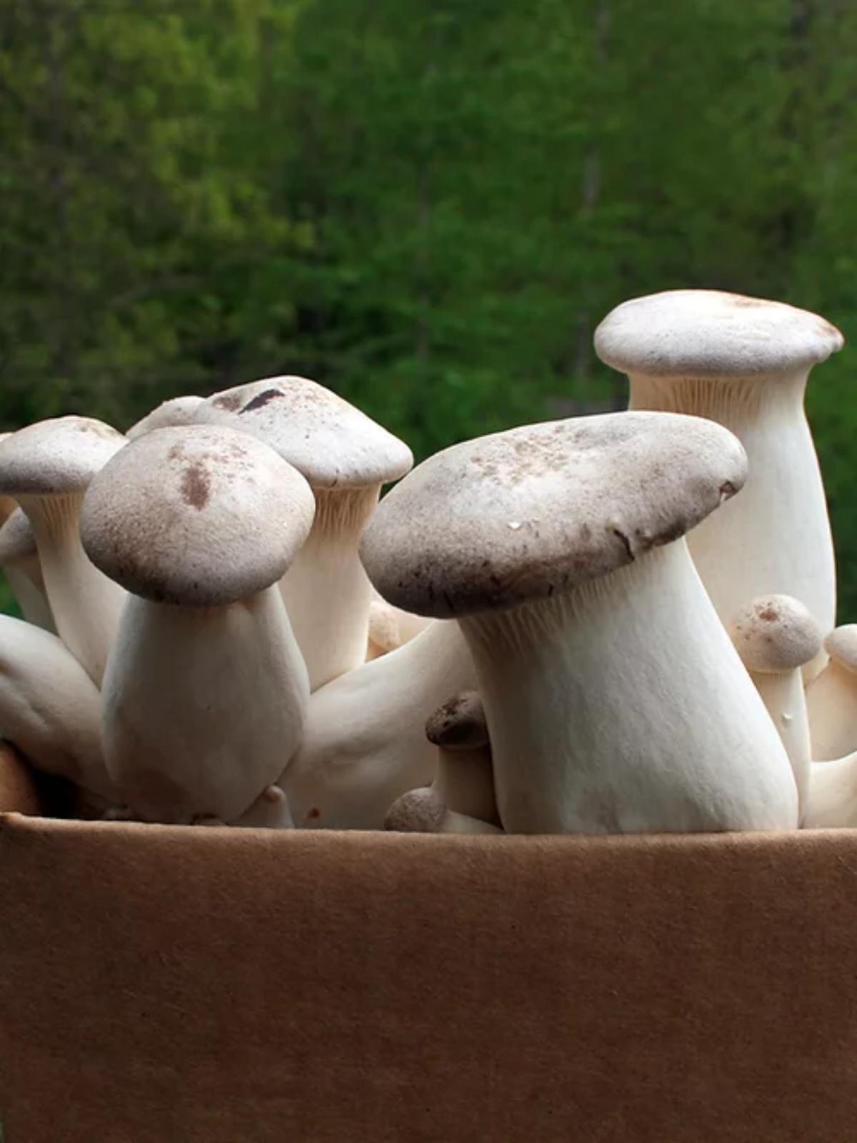 Root Mushroom King Oyster Mushrooms