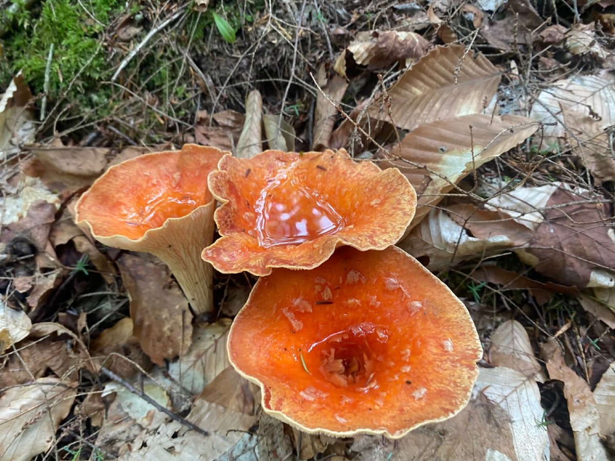 scaly vase mushroom