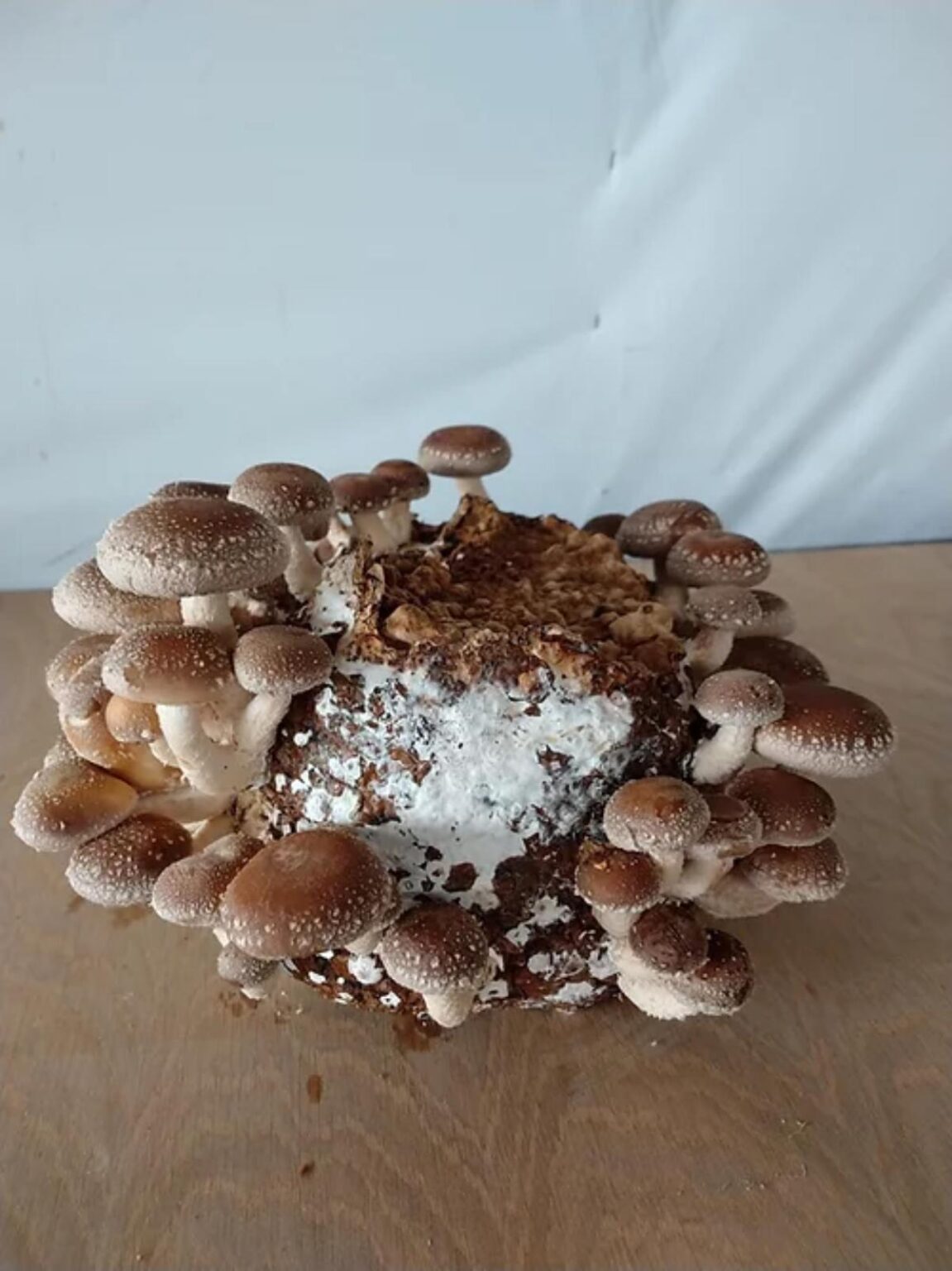 Mushroom Grow Kits The Ultimate Guide Mushroom Appreciation