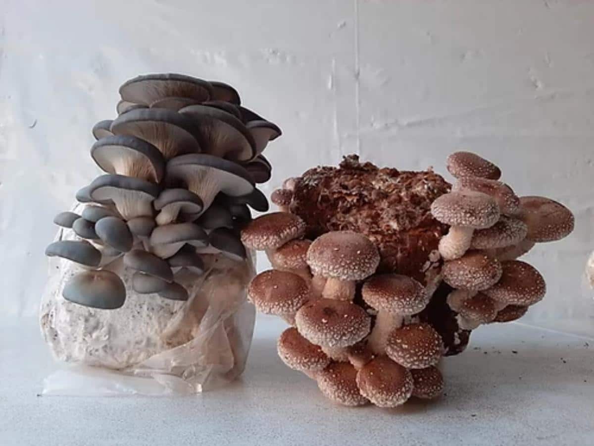 mushroom growing kit