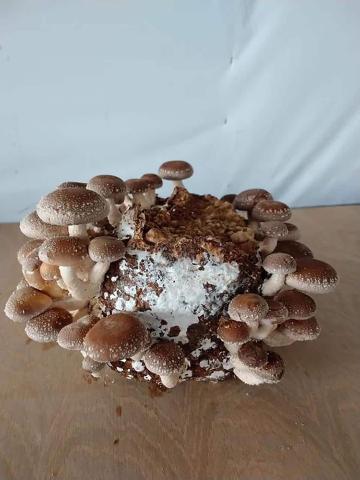 Shiitake Mushroom Ready-To-Fruit Blocks Instructions