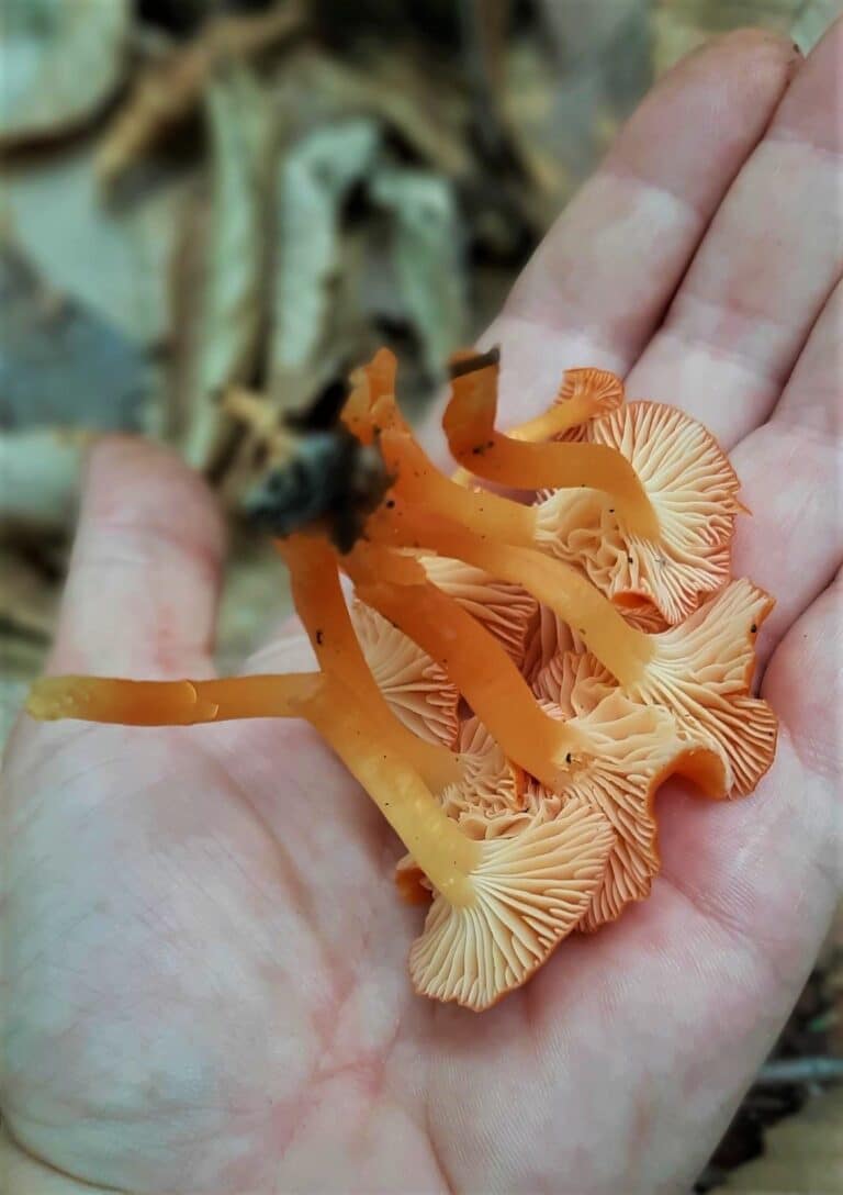 Mushroom Foraging 101 Mushroom Appreciation