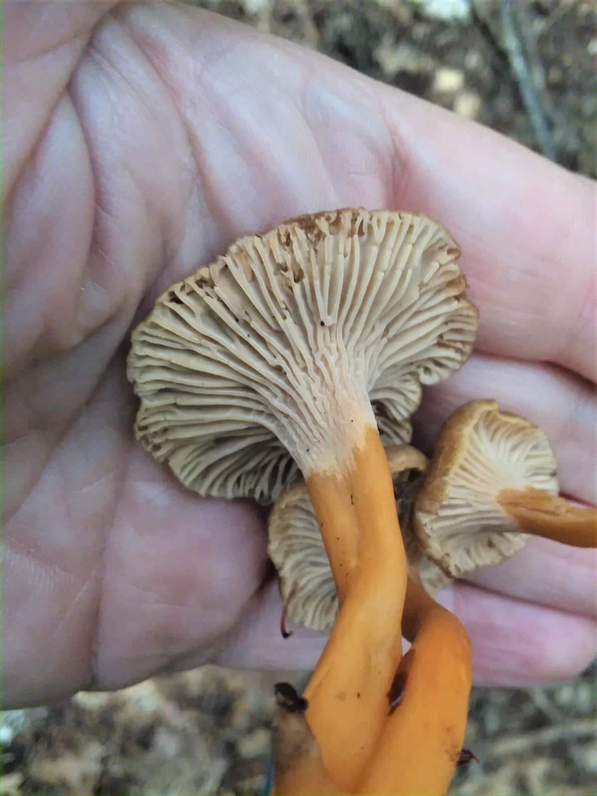 Craterellus tubaeformis in a hand.