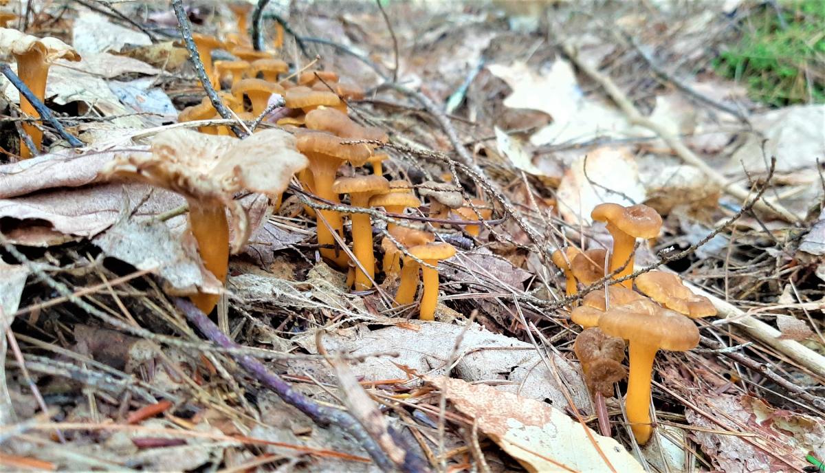 A bunch of yellowfoot mushrooms growing densely.