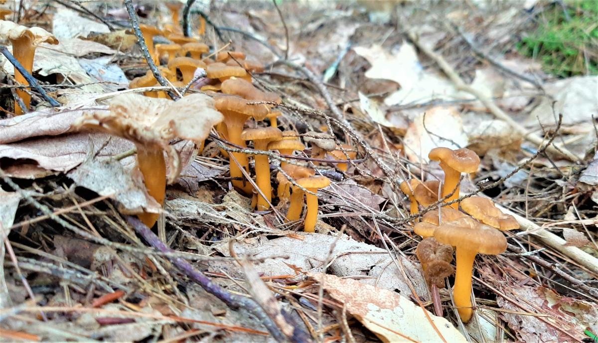 yellowfoot chanterelle