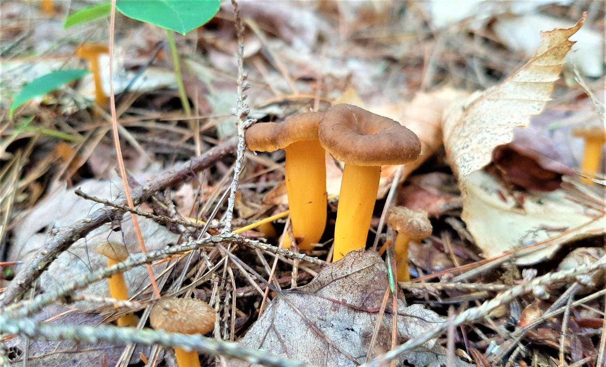 Craterellus tubaeformis