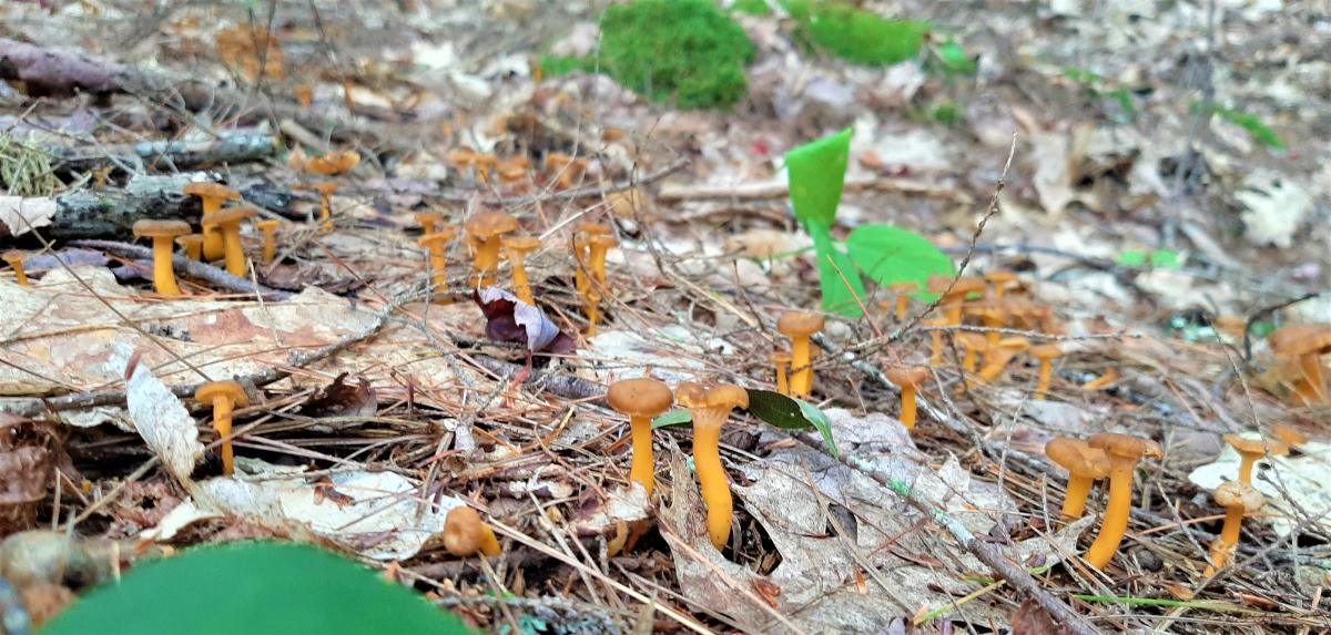 A huge number of little yellowfoot mushrooms in the woods.