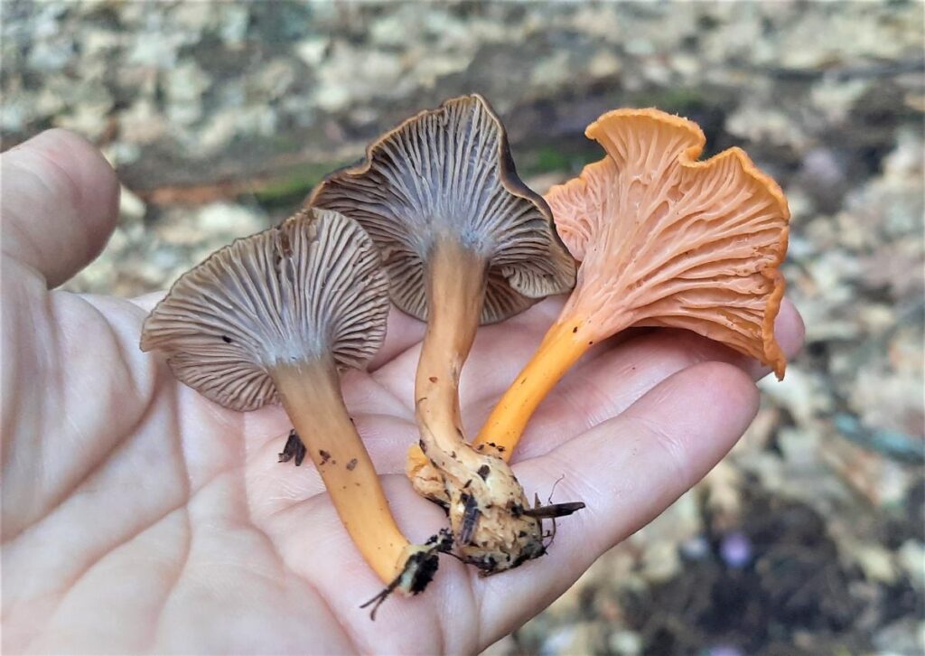 Yellowfoot Chanterelle Identification, Foraging, and Lookalikes