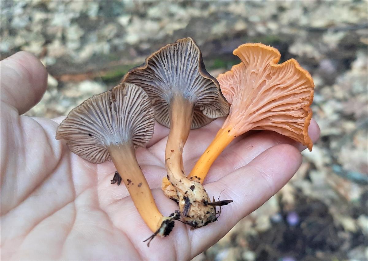 Two species of craterellus yellowfoot side by side