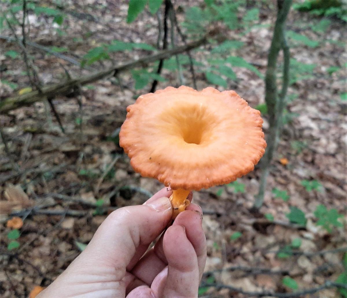 Yellowfoot mushroom in a hand.