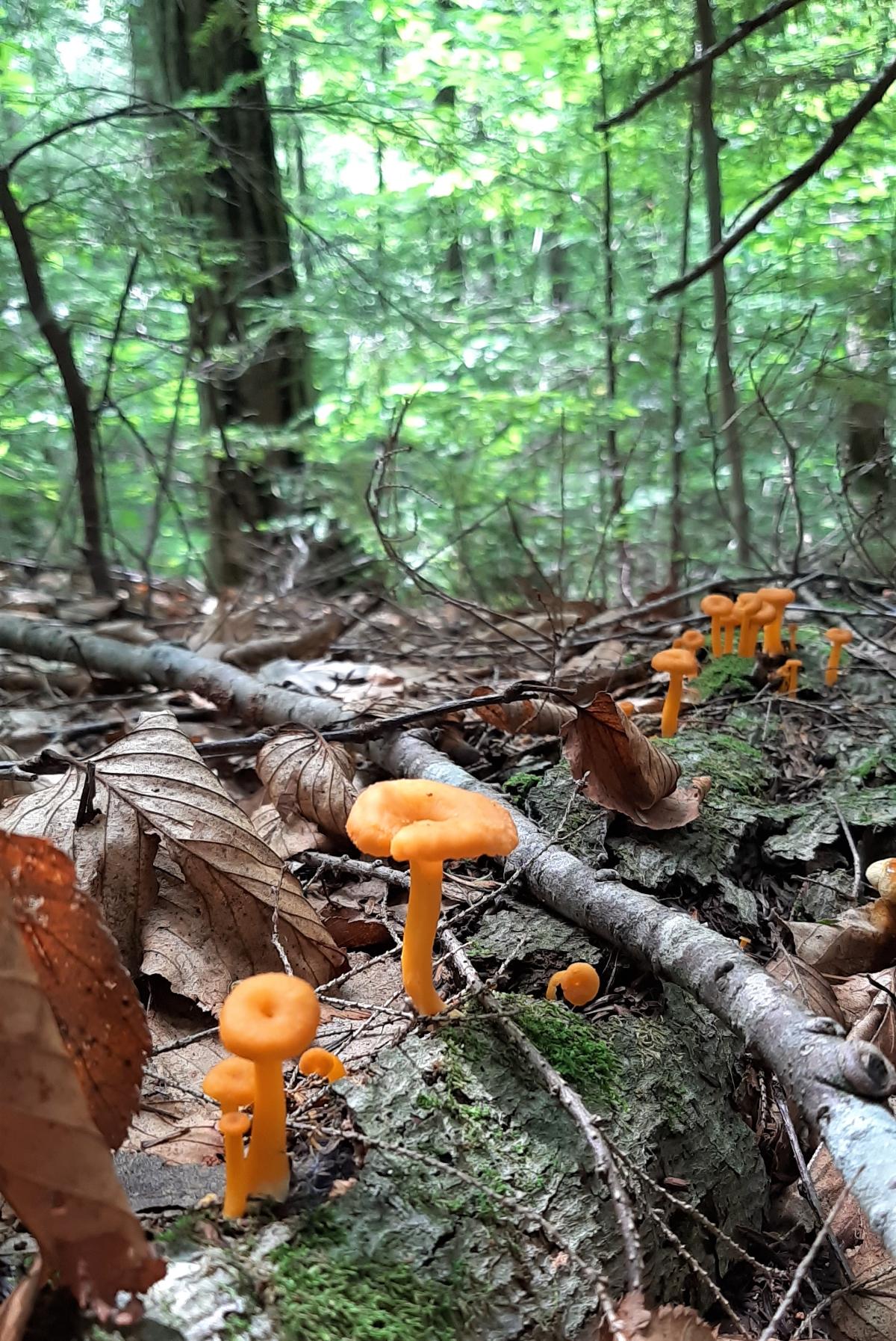 A marching group of yellowfoot chanterelle mushrooms.