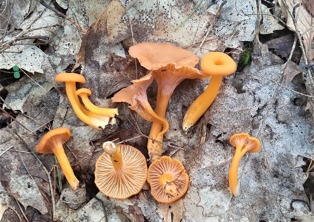 An array of yellowfoot mushrooms lying on the ground.