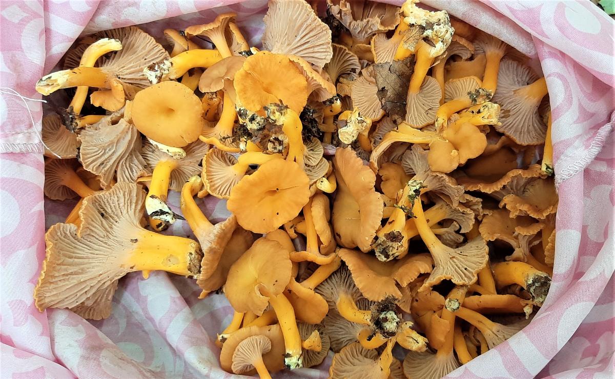 A bag full of foraged yellowfoot mushrooms.