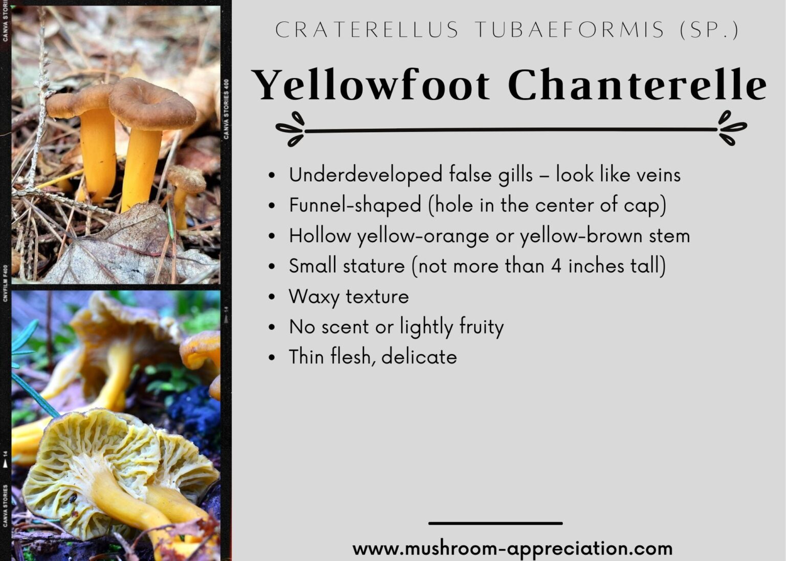 Yellowfoot Chanterelle Identification, Foraging, and Lookalikes