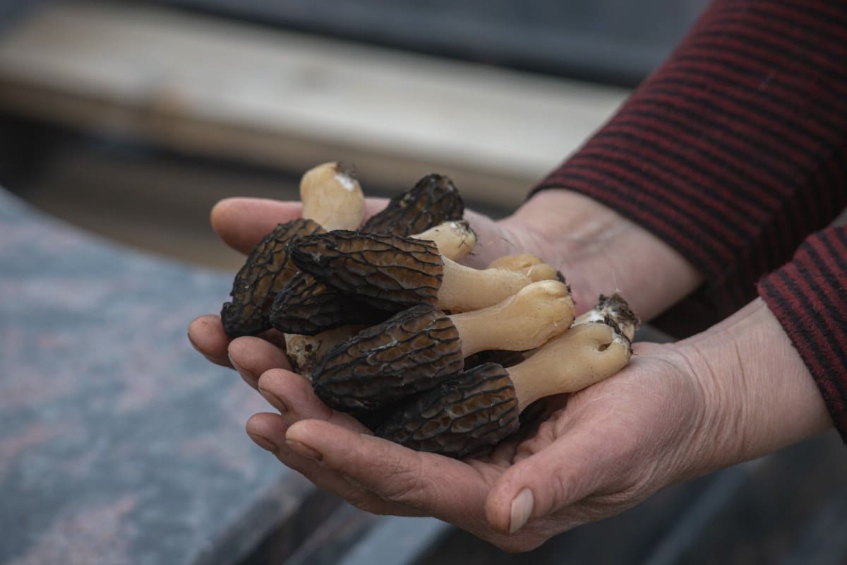 Morels held in hands