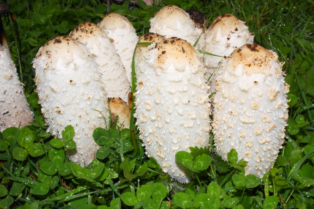 shaggy mane foraging