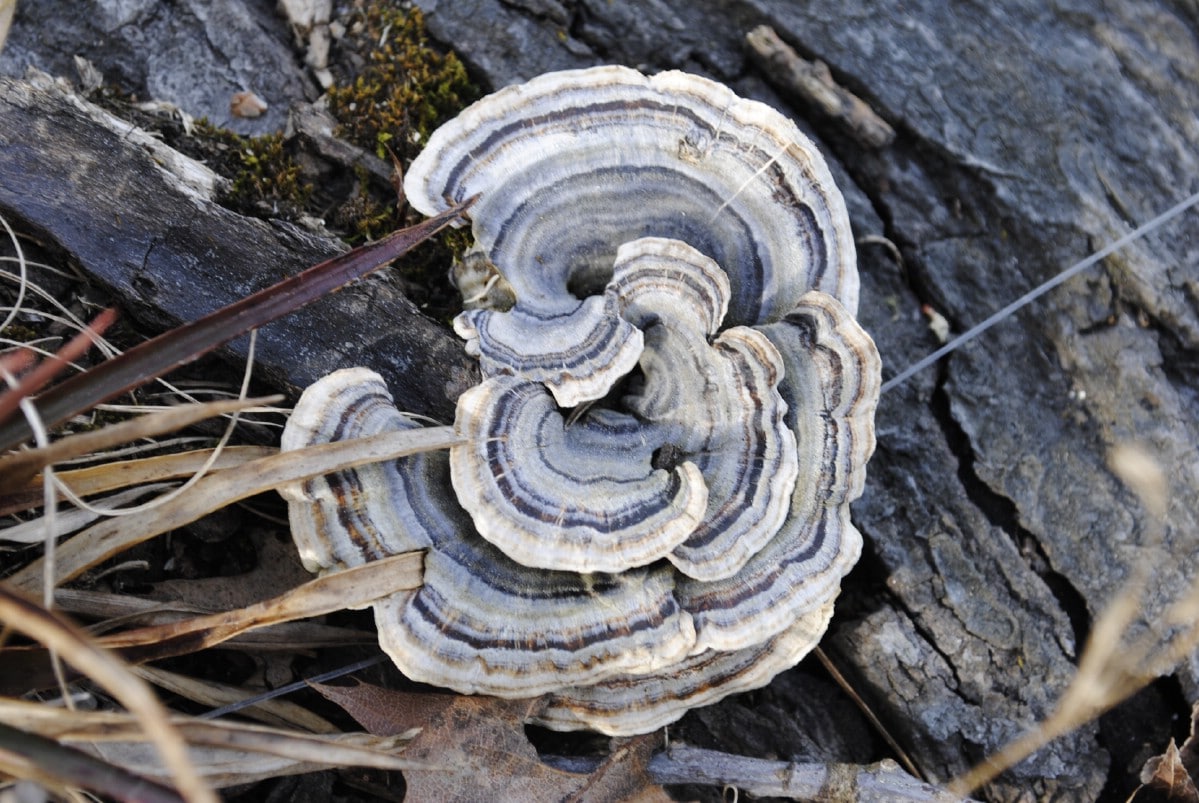 light colored turkey tail mushroom