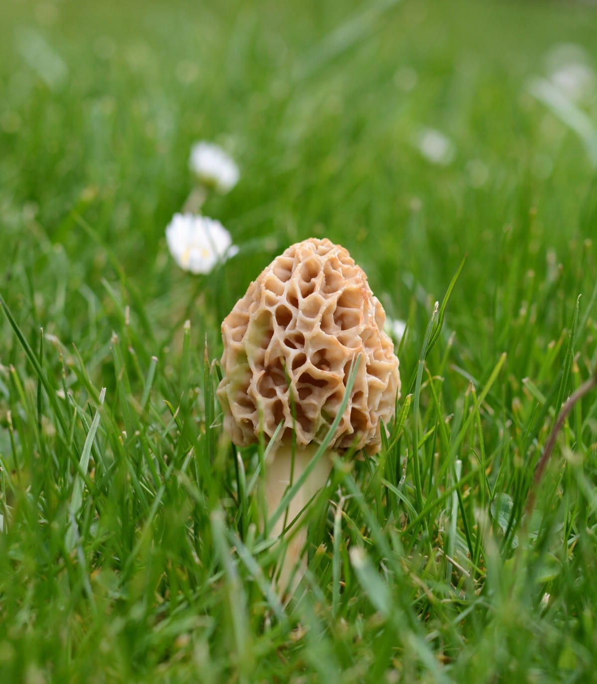 Morel in grassy field