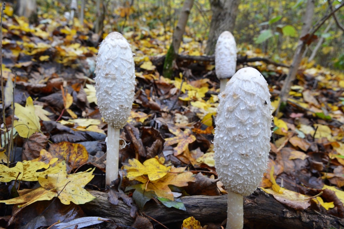 shaggy manes on forest floor