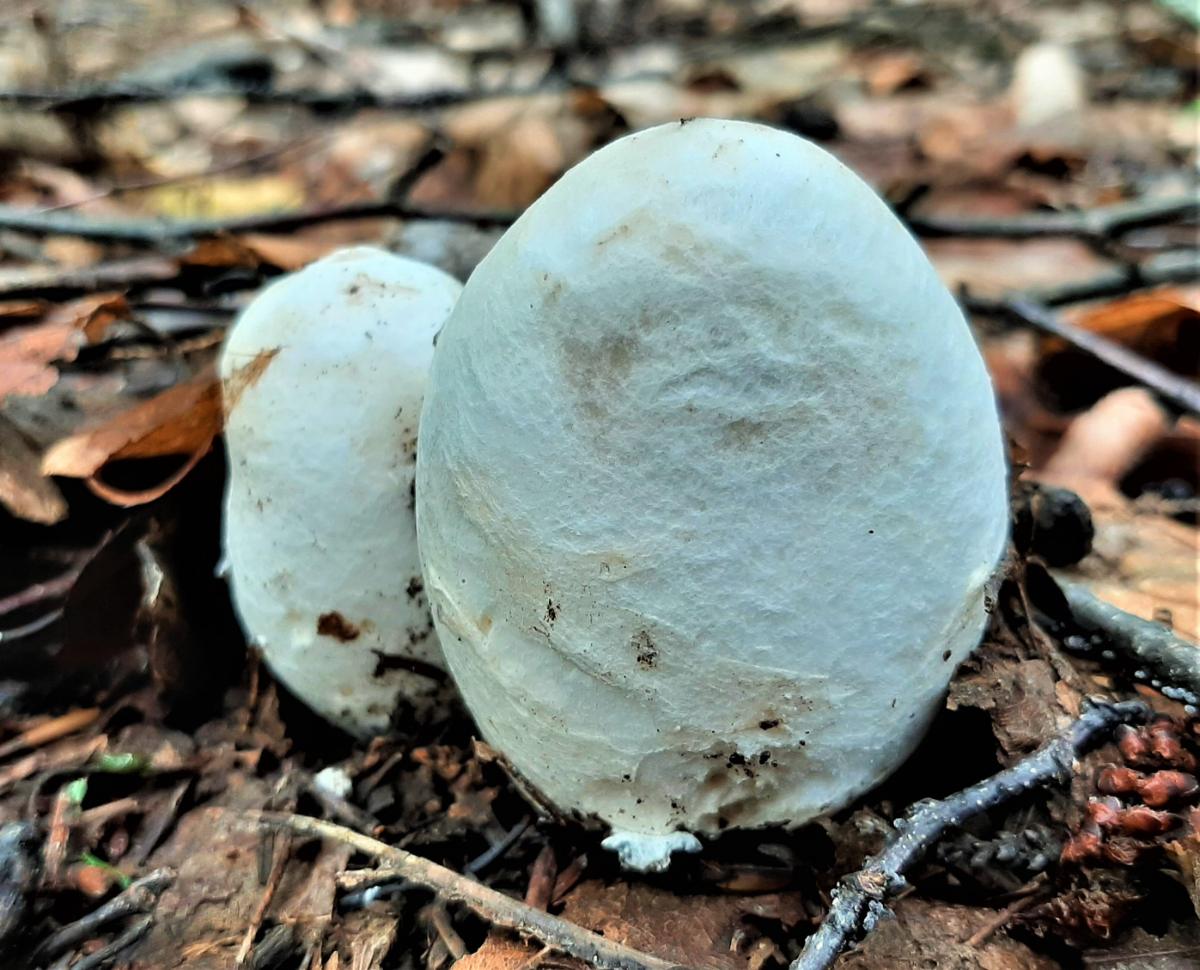 egg form of amanita jacksonii