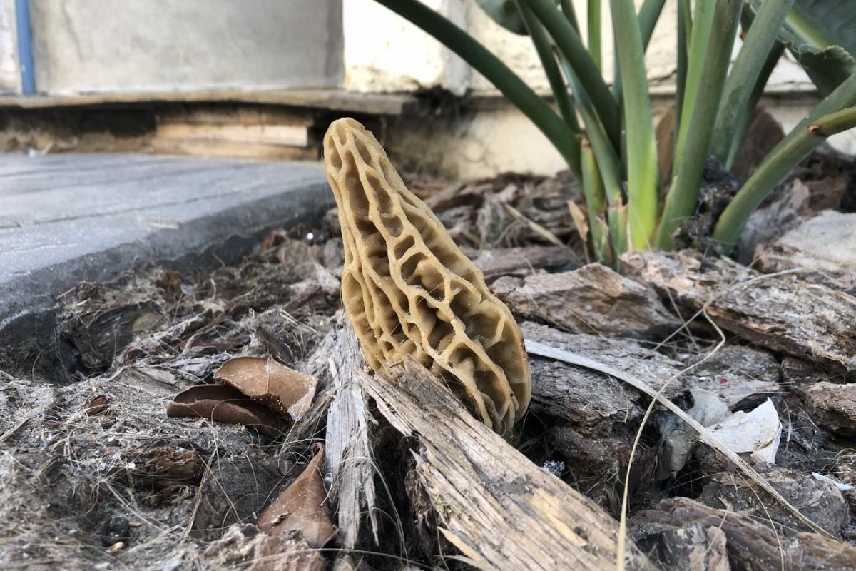 Morchella rufobrunnea by Liam Kern on Mushroom Observer