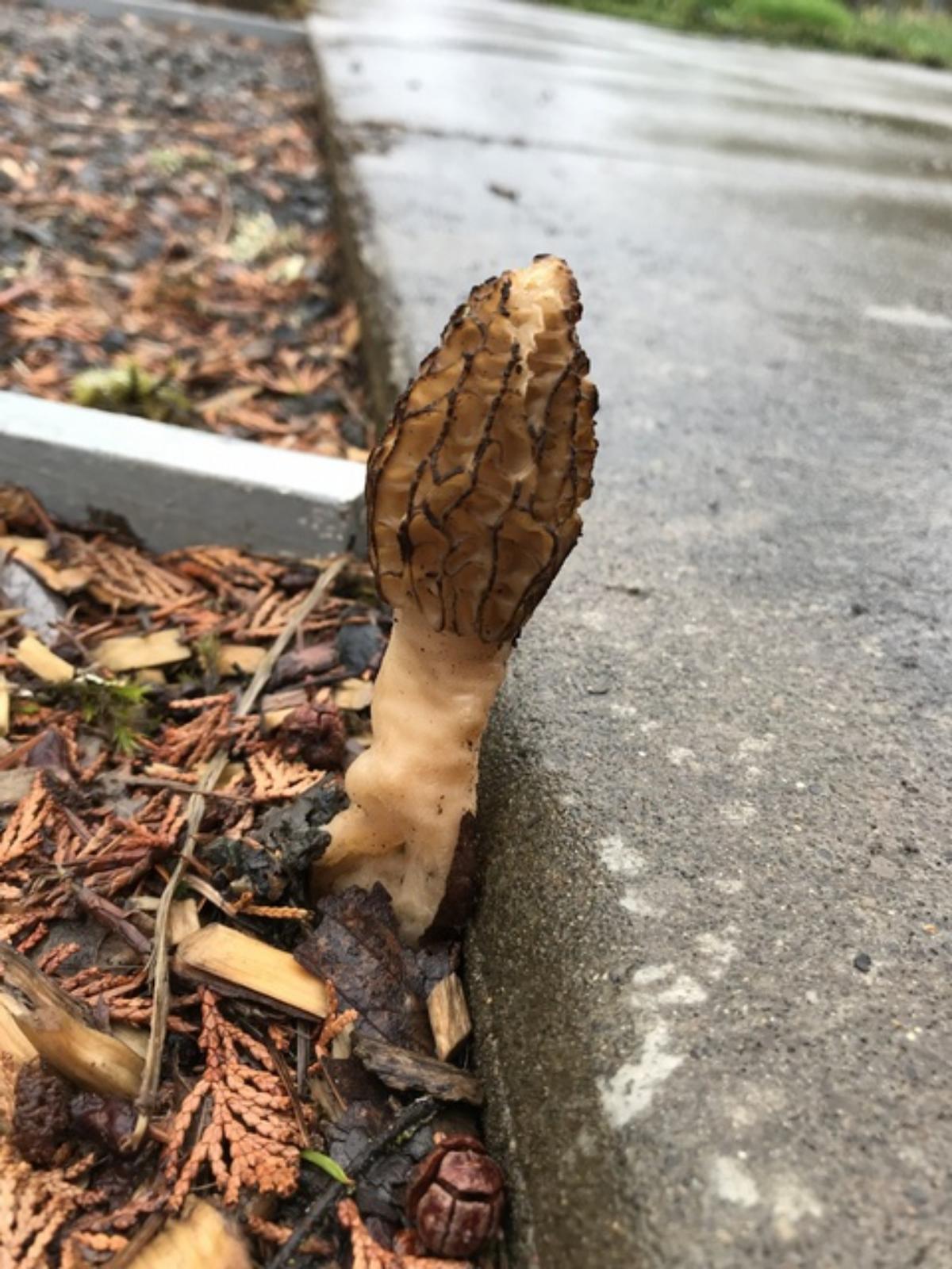 Morchella importuna by Todd Engle at Mushroom Observer