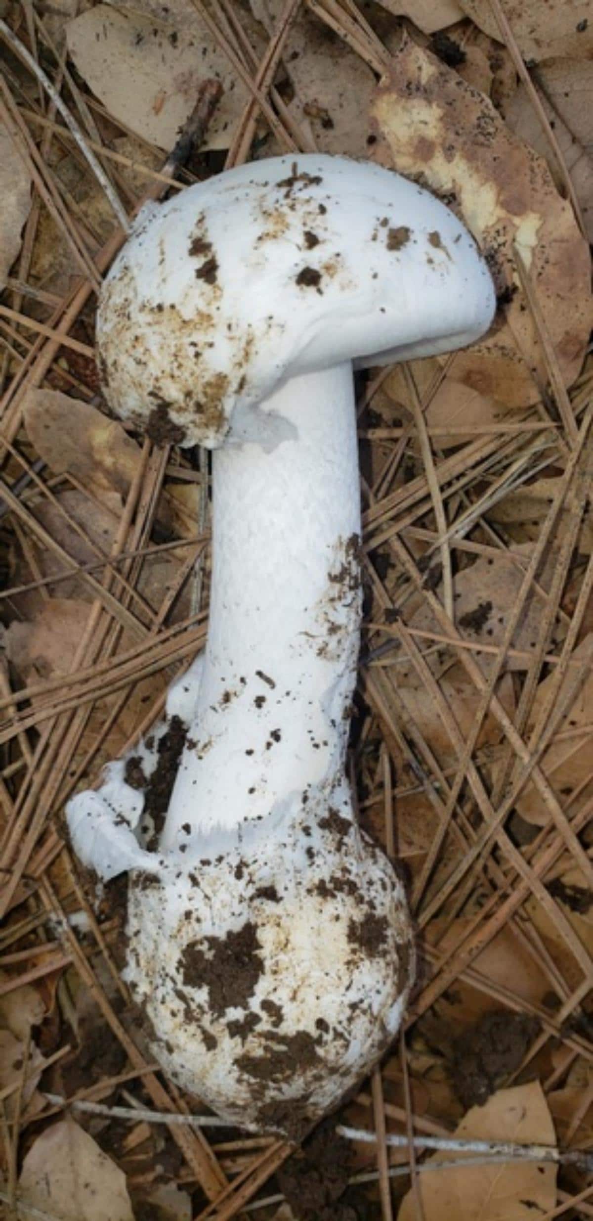 destroying angel